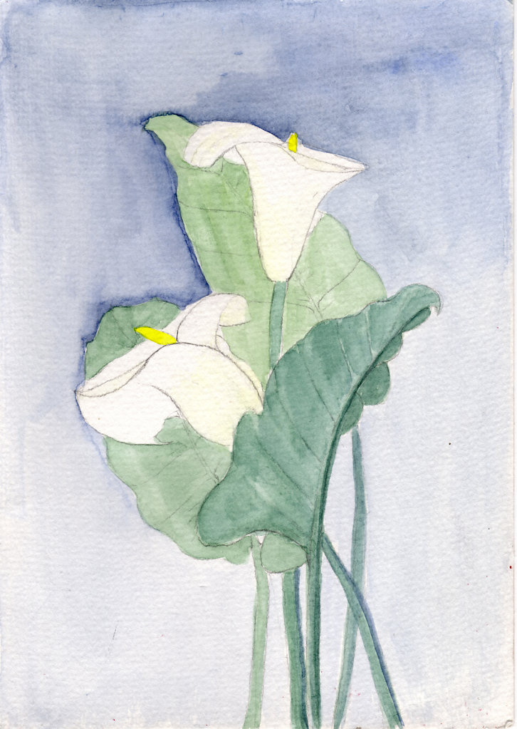 Calla