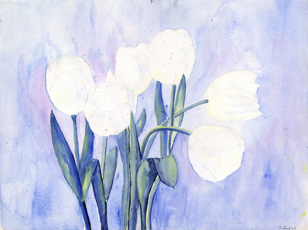 weisse Tulpen