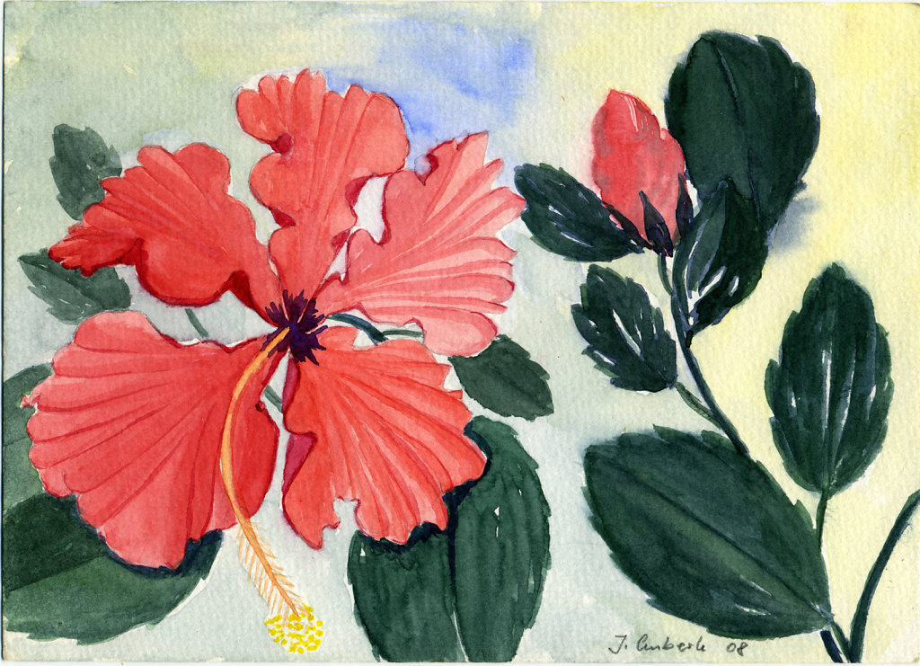 Hibiskus