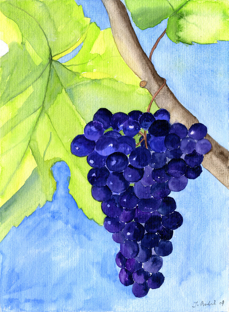 blaue Trauben