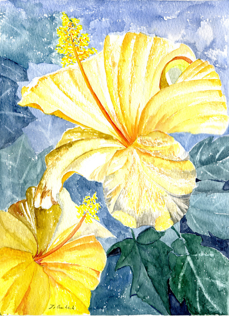 Gelber Hibiskus