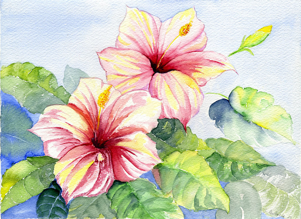 Hibiskus