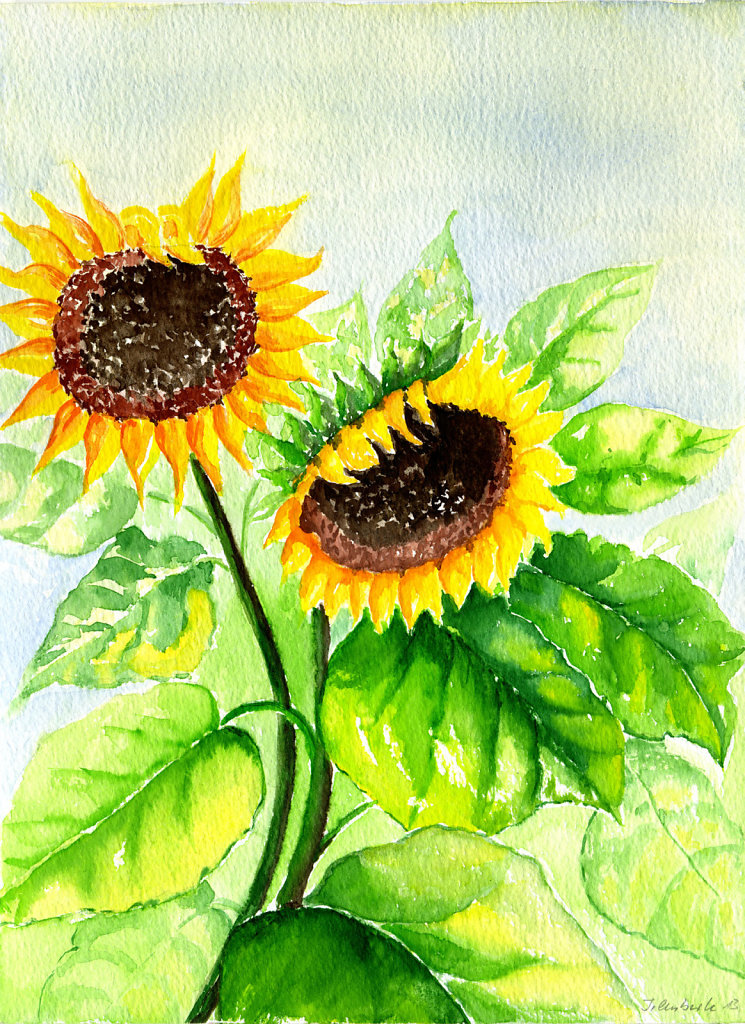 Sonnenblumen