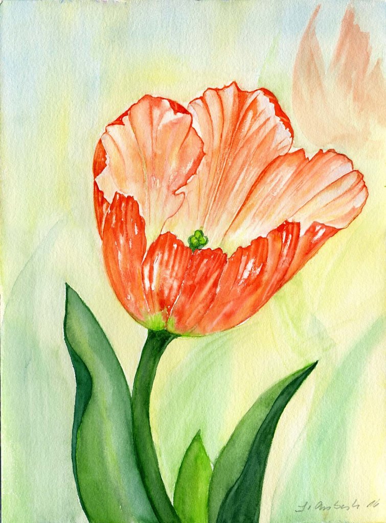 Tulpe