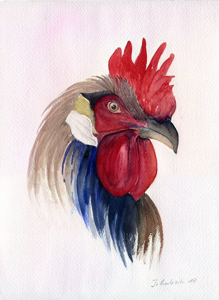 Gallo
